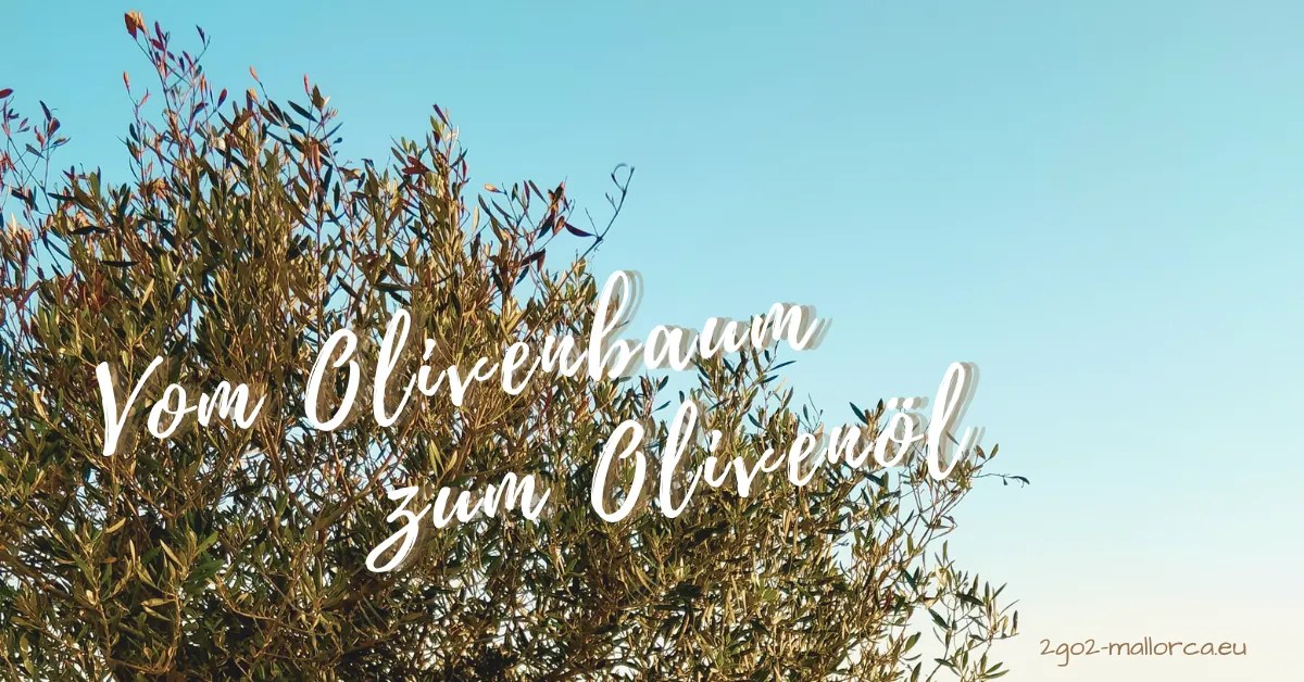 olivenbaum blogtitel