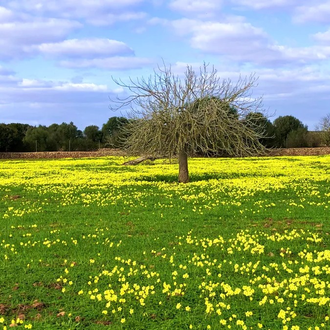 Feigenbaum und Kleeblueten am Radweg