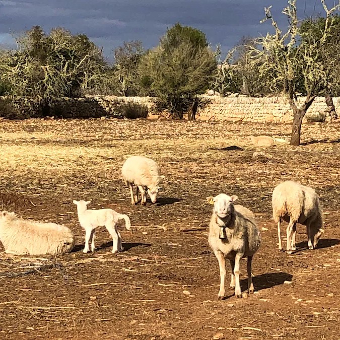 Schafe am Wegesrand in Santanyi