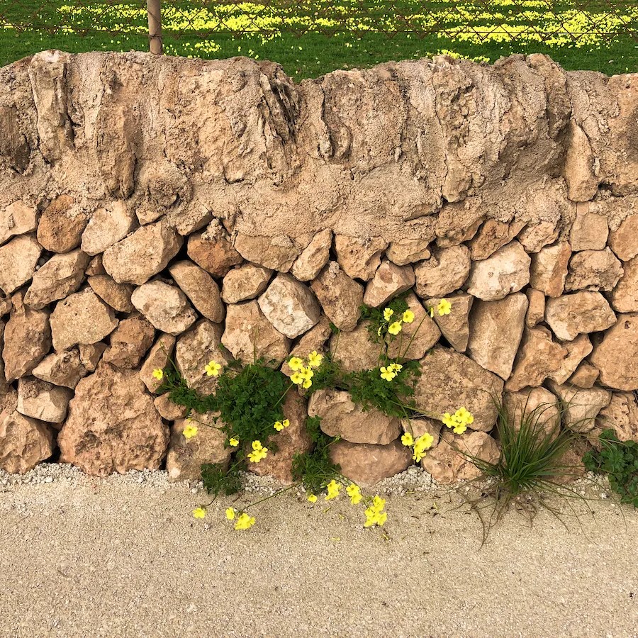 Mauer mit Kleeblüten