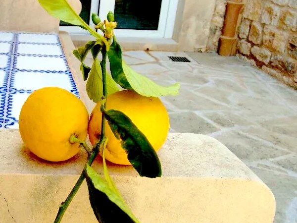 zitrone limon lemon santanyi mallorca