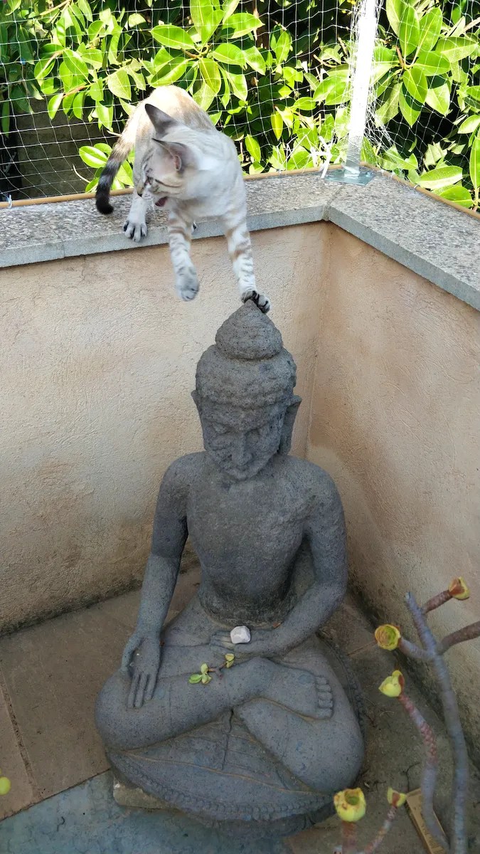 Mando & Buddha Schnappschuss