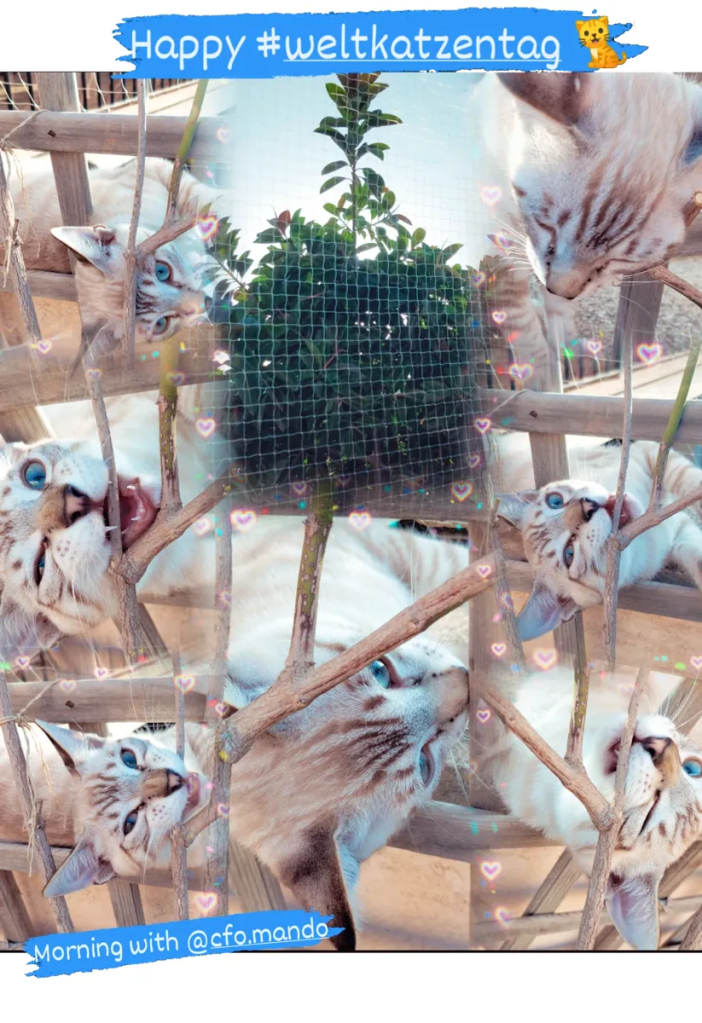 Mando am Weltkatzentag im Spalier