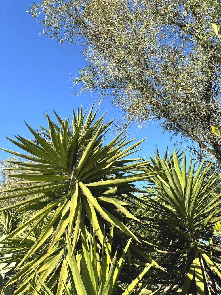 Pflanzen im Skulpturengarten