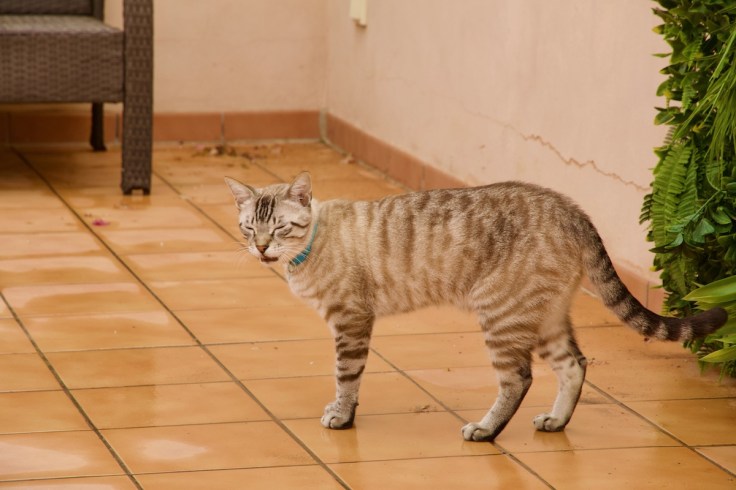 Mandolito mag keinen Regen