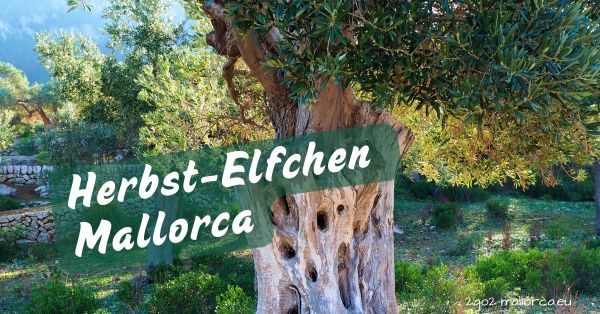 Herbst-Elfchen Mallorca